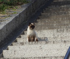 五香宮階段の猫