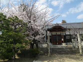箕島神社の桜
