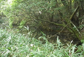 藪の中の池