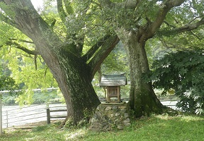 八幡橋下の公孫樹