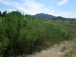 福岡合戦河原