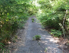 神道山登山道