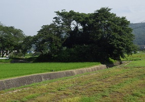 三谷橋の先の森