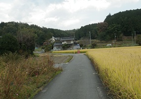 田圃道