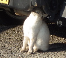 牛窓の猫