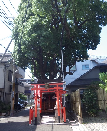 赤い小さめの鳥居の奥に巨大な楠木。空を覆うようである。